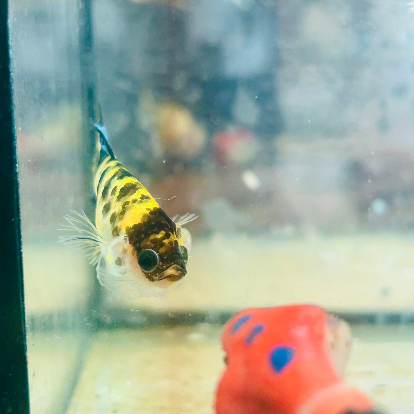 Crowntail Koi Tiger Female Betta #S33