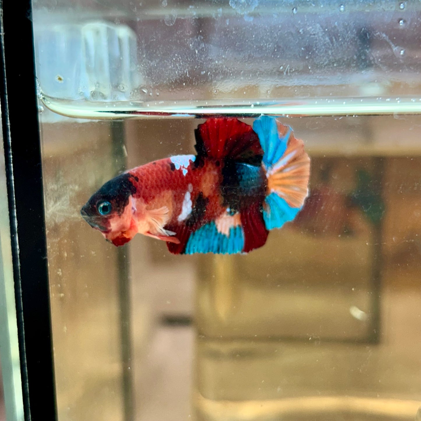 Black Mask Nemo Koi Plakat  - Male Betta 166