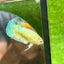 Dumbo Green Neon Plakat - Female Betta 043