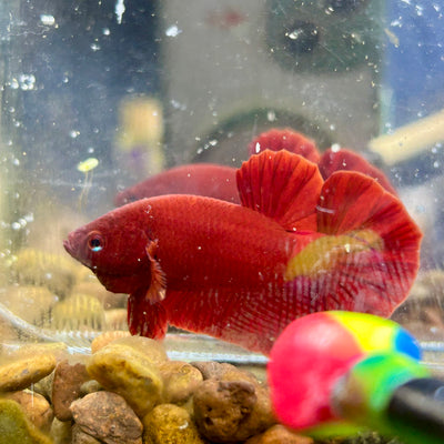 Super Red Plakat - Male Betta