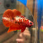 Red Gold Galaxy Plakat - Male Betta 103