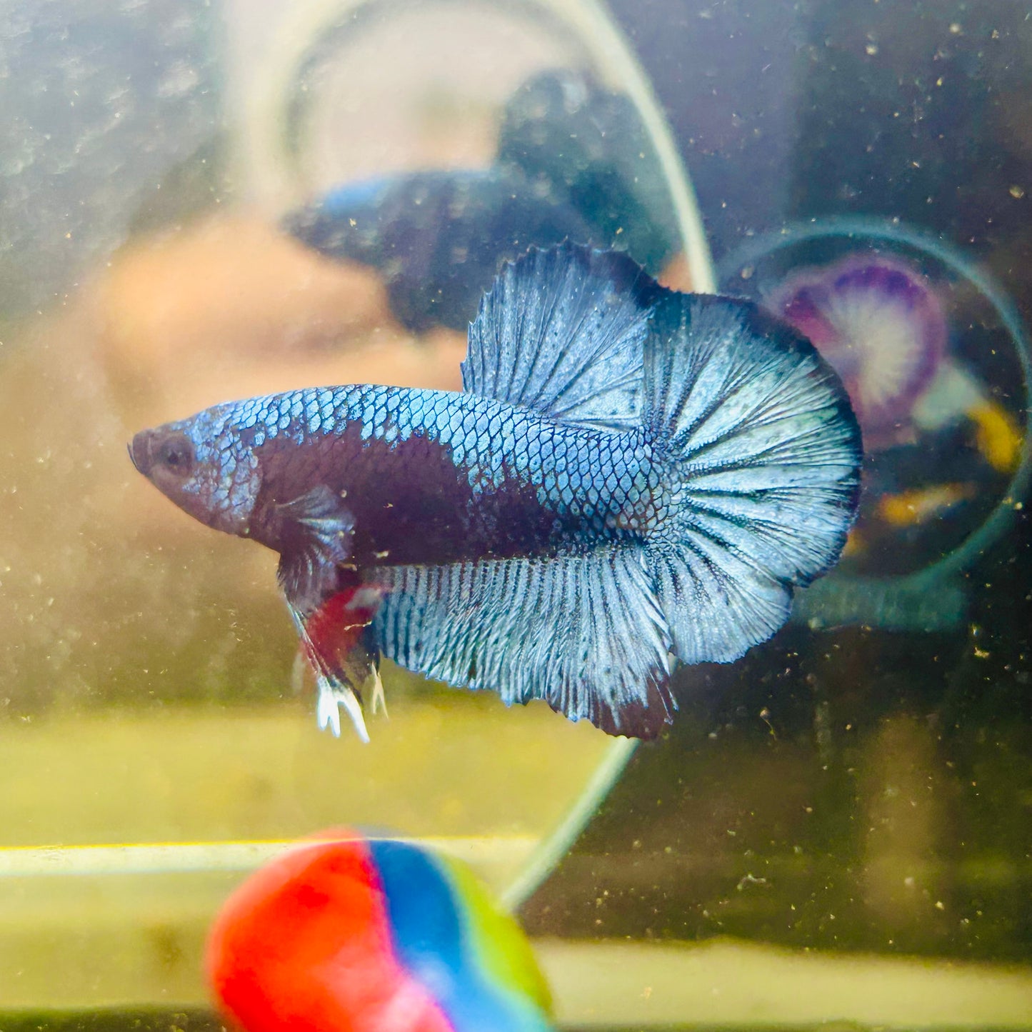 Avarta Steel Gray Plakat - Male betta 087