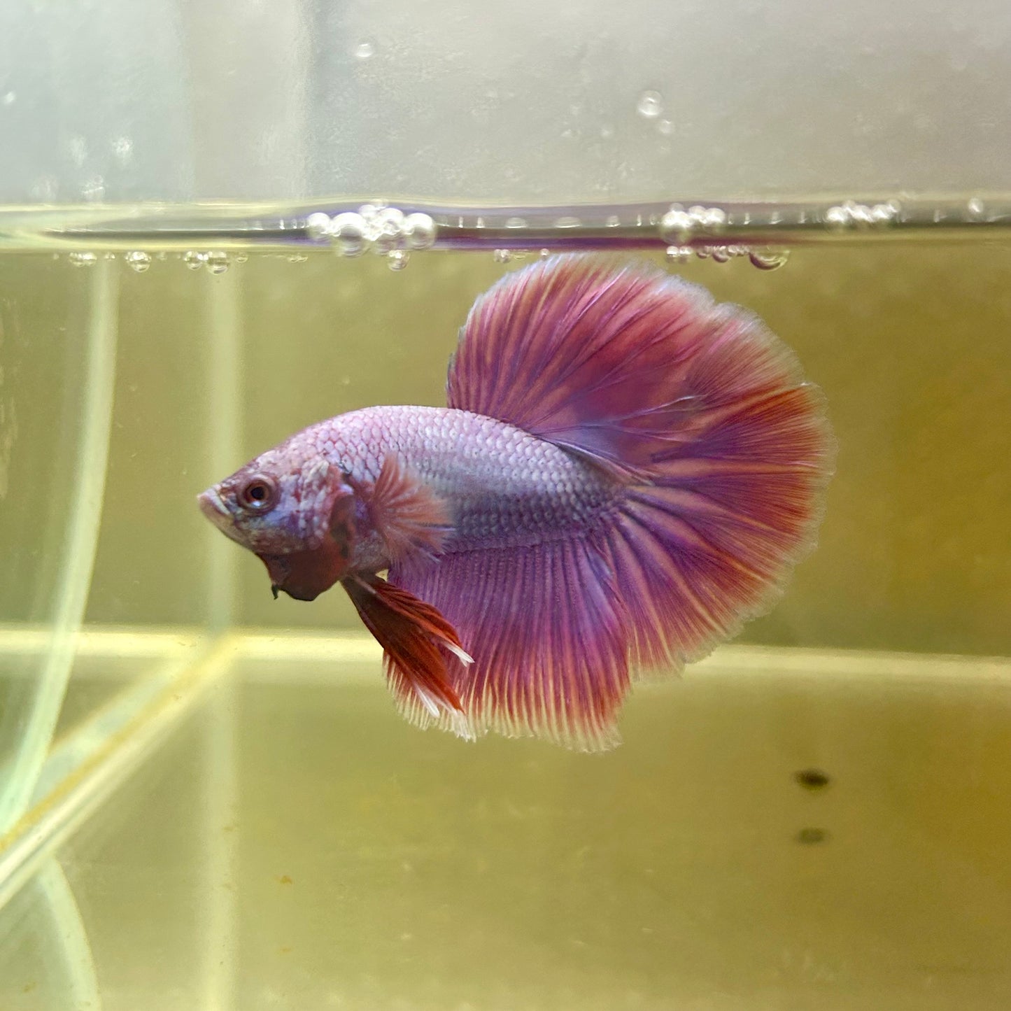 Purple Pink Halfmoon - Male Betta 075