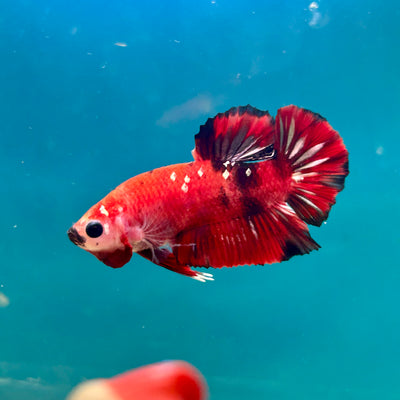 Red Koi Copper Plakat - Male Betta A23
