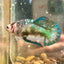 Giant Metallic Koi Plakat - Female Betta 001 BO 4cm