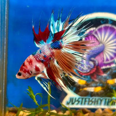 Multicolor Koi Crowntail - Male Betta 137