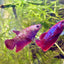 Red Gold Copper Halfmoon - Female betta