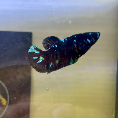 Avarta Gordon Plakat - Female betta 165