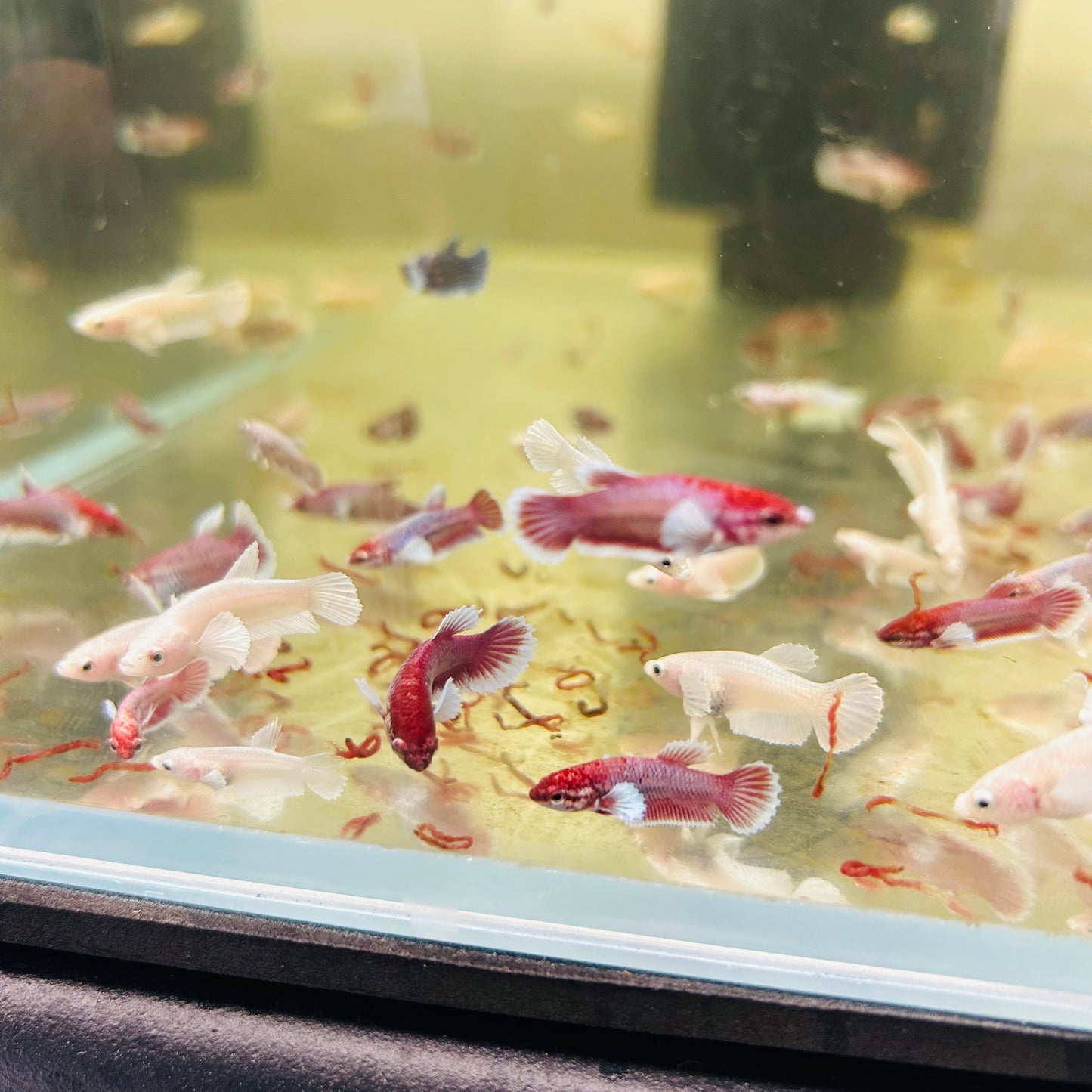 Mixed Dumbo Plakat - Baby Betta