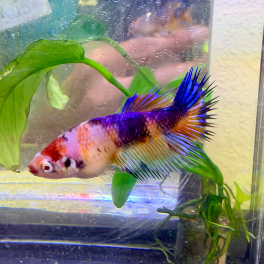 Crowntail Koi Multicolor Female Betta #Au53