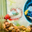 Orange Fancy Copper FCCP - Male Betta 199