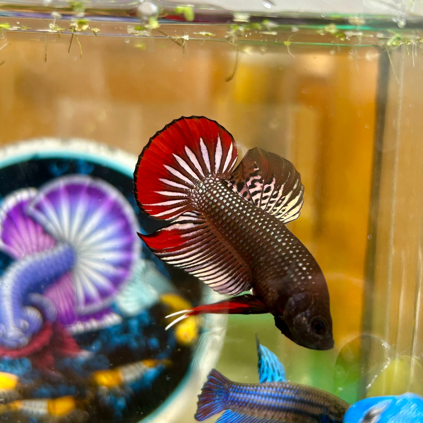 Wild Imbellis Copper - Male Betta 079