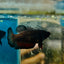 Plakat Black Vampire Female Betta #114
