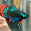 Wild Imbellis Green - Male Betta 027