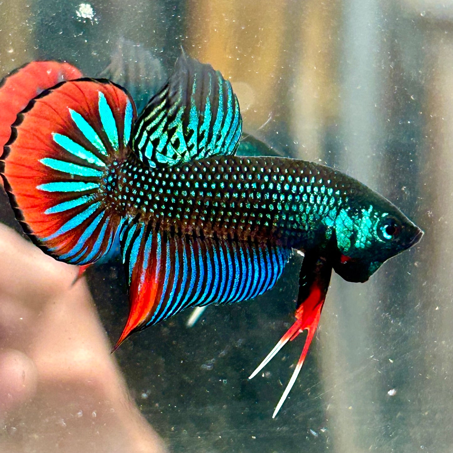 Wild Imbellis Green - Male Betta 027