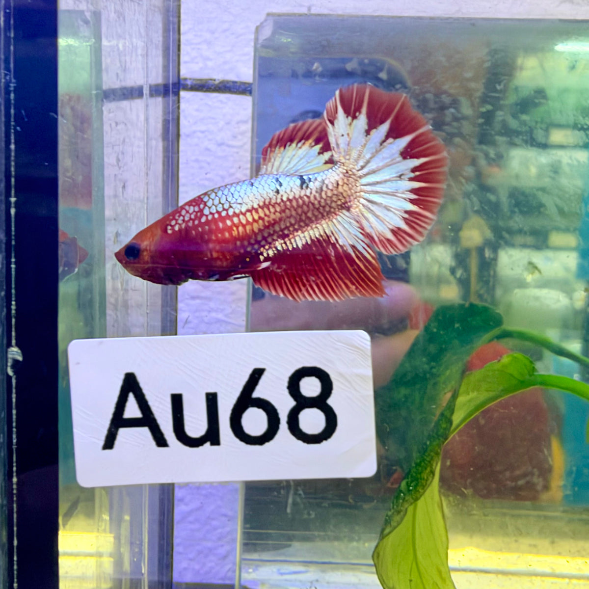 Halfmoon Red Koi Galaxy Female Betta #Au68