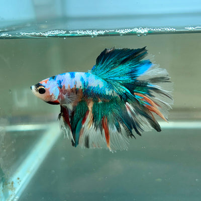 Multicolor Koi Halfmoon - Male Betta 114