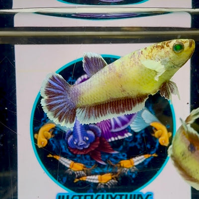 Dumbo Koi green eye - Female betta M48