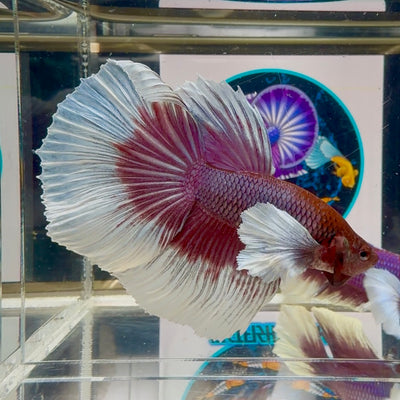 Dumbo Lavender Halfmoon - Male Betta M42