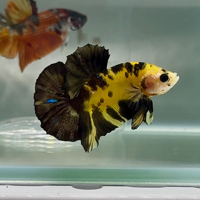 Plakat Koi Yellow Copper Male Betta #Au86