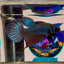 Wild Mahachai Gray - Male Betta A31