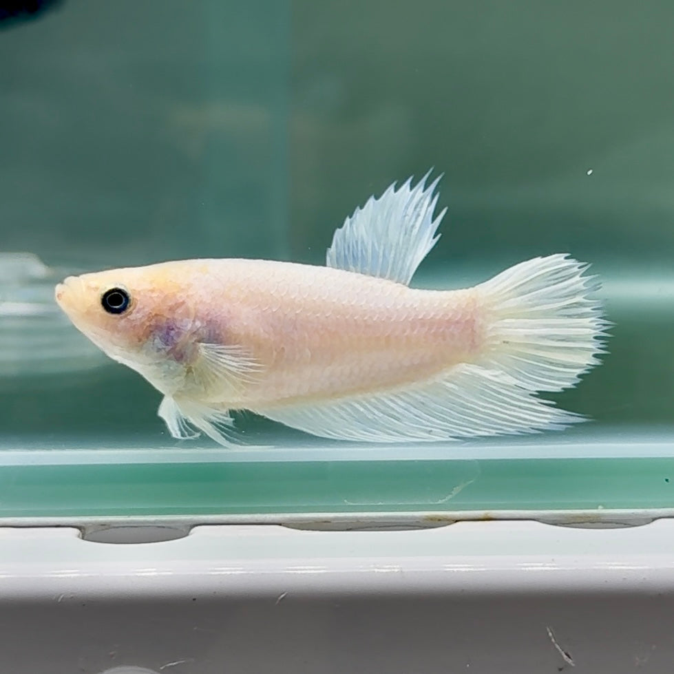 Crowtail White Pastel Female Betta #Au50
