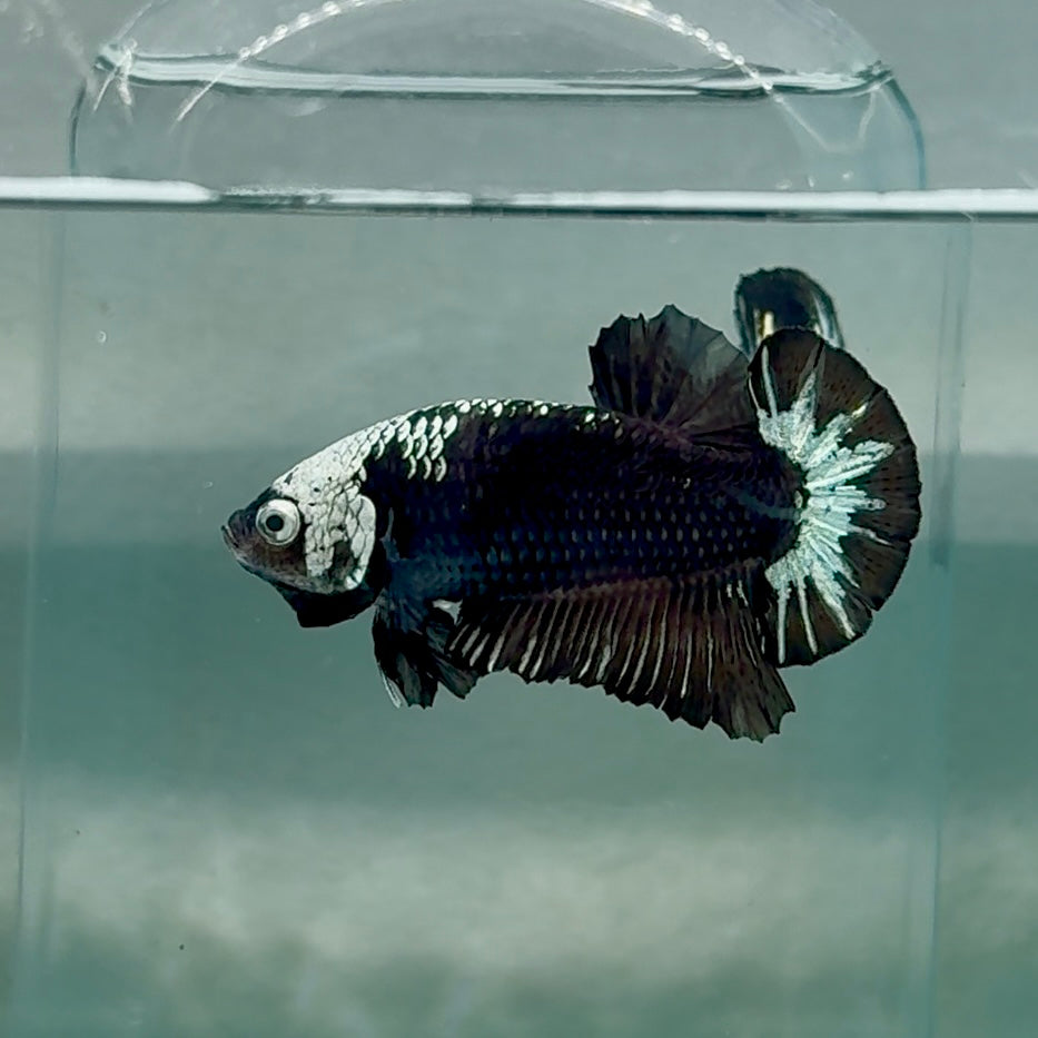 Plakat Black Samurai mask Male Betta #Au66