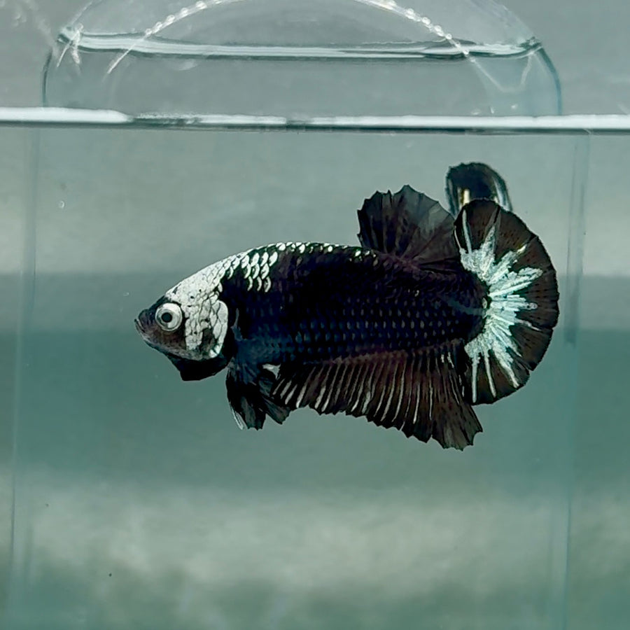 Plakat Black Samurai mask Male Betta #Au66