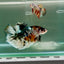 Plakat Koi Copper Male Betta Giant #Ju05