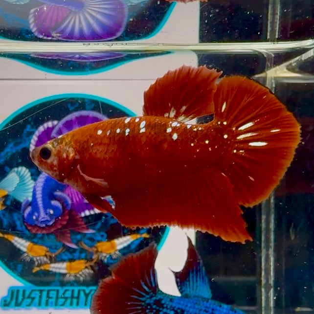 Red Gold Stardust 3 month old(with white light) Plakat - Male Betta M04