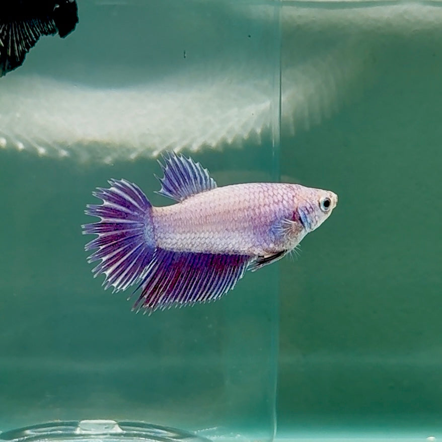 Crowtail Purple Pastel Female Betta #Au49
