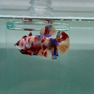 Plakat Nemo Multicolor Male Betta #M131