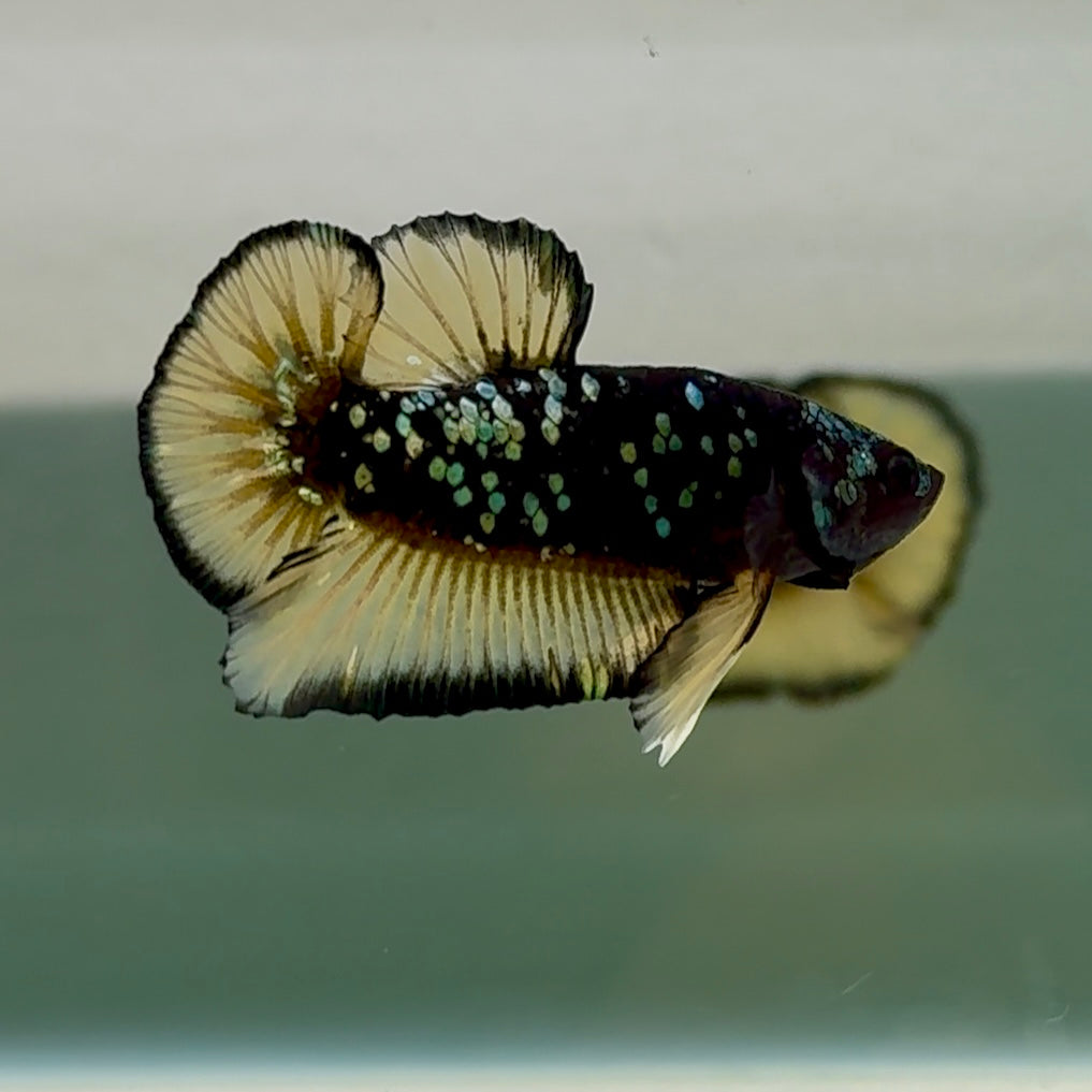 Plakat Black Yellow Galaxy Male Betta #Se23