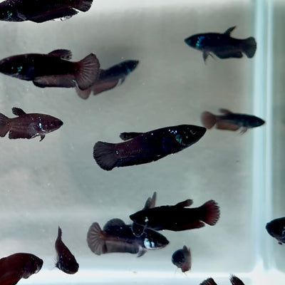 Baby Betta Samurai