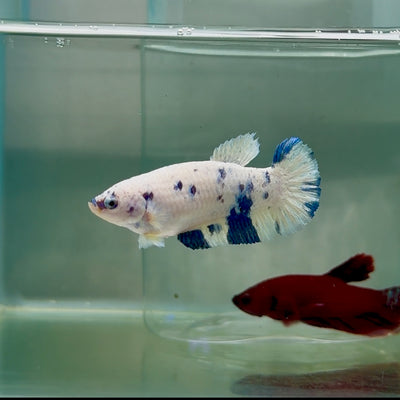 Plakat Marble Dot Female Betta #M127