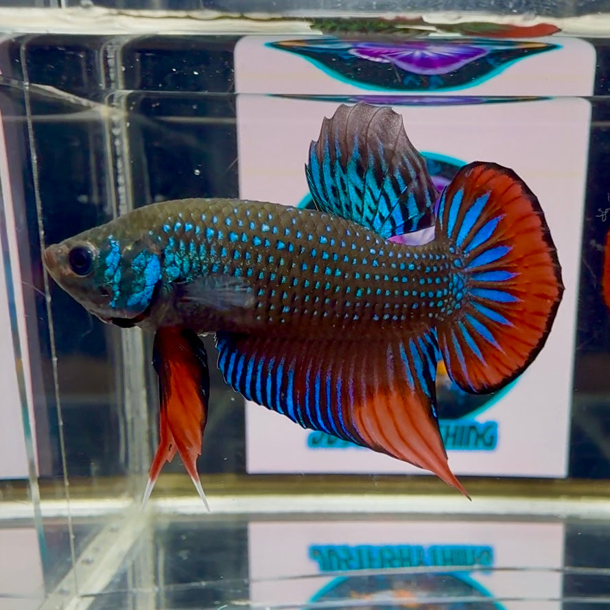 Wild Imbellis J21 Plakat - Male Betta