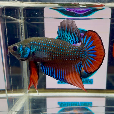 Wild Imbellis J21 Plakat - Male Betta
