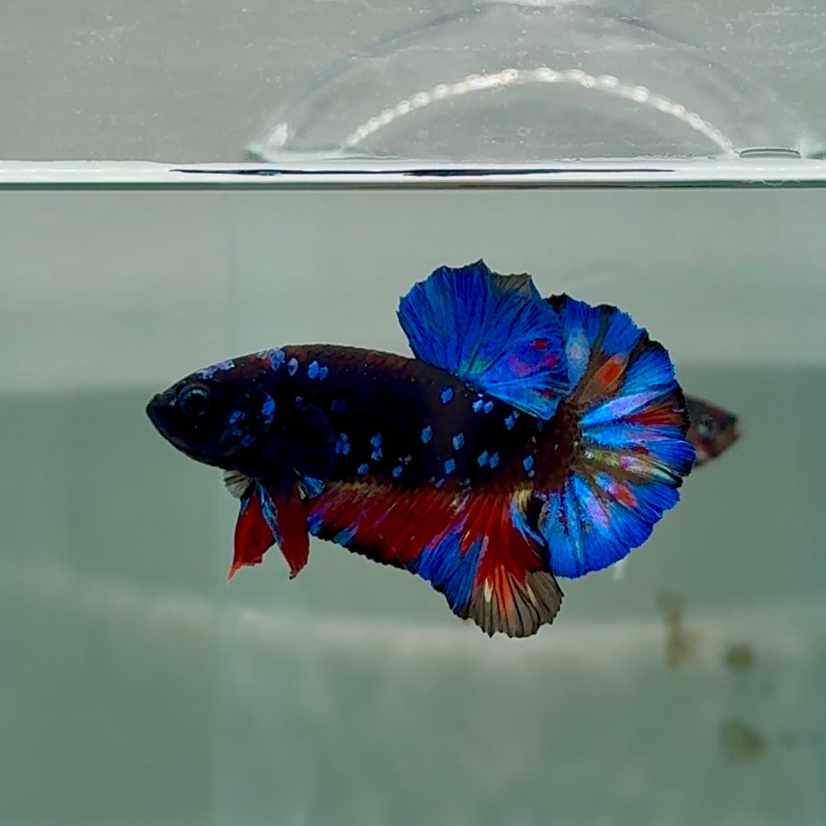 Plakat Avatar Galaxy Male Betta #Au21