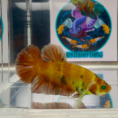 Koi Red green eye- Male Betta M51
