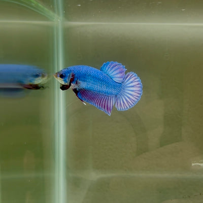 [Rare]Hybrid Alien Blue+Purple S14 Plakat - Male Betta