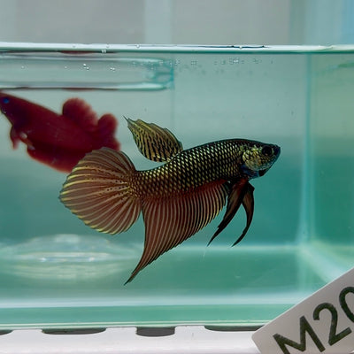 Plakat Smaragdina Male Betta #M20