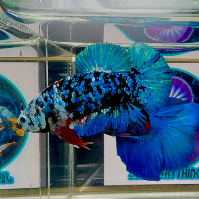 Avatar Halfwhite Blackblue Plakat - Male Betta M32