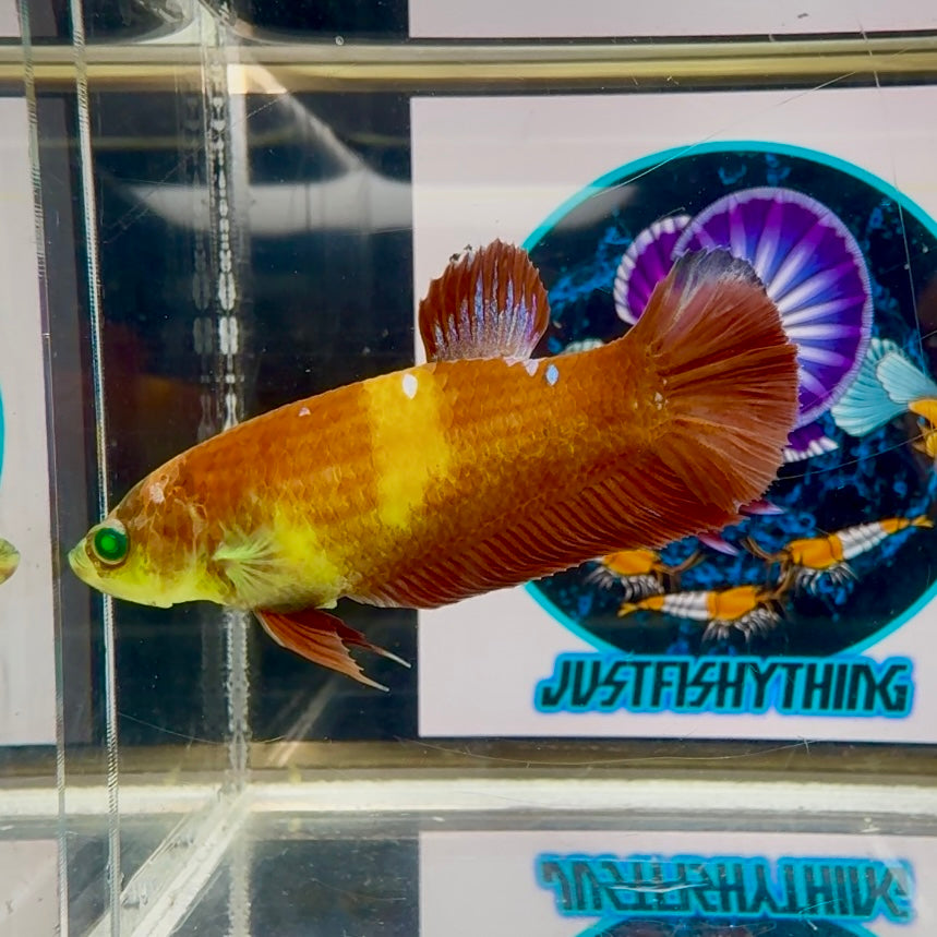 Nemo Classic green eye - Female betta M54