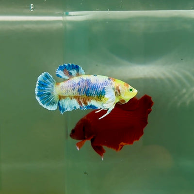 Plakat Dumbo Koi Multicolor Green Eye Female Betta #M119