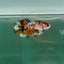Plakat Koi Copper Giant Female Betta #Ju10