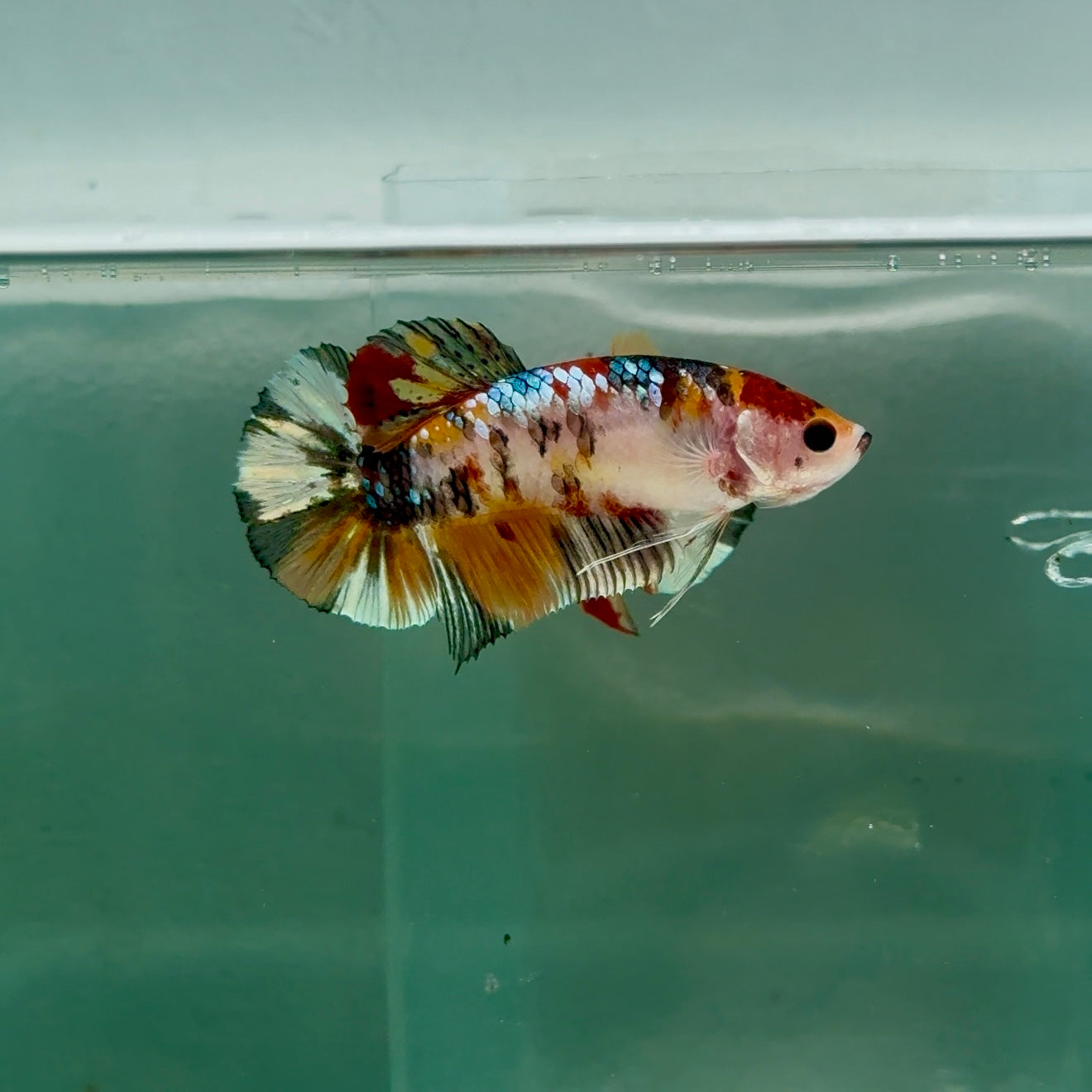Plakat Koi Copper Giant Female Betta #Ju10