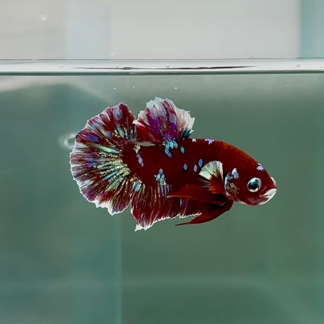 Plakat Red Gold Galaxy Male Betta #Se15
