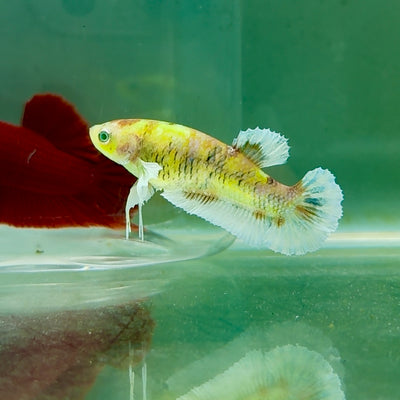 Plakat Dumbo Koi Multicolor Green Eye Female Betta #M122