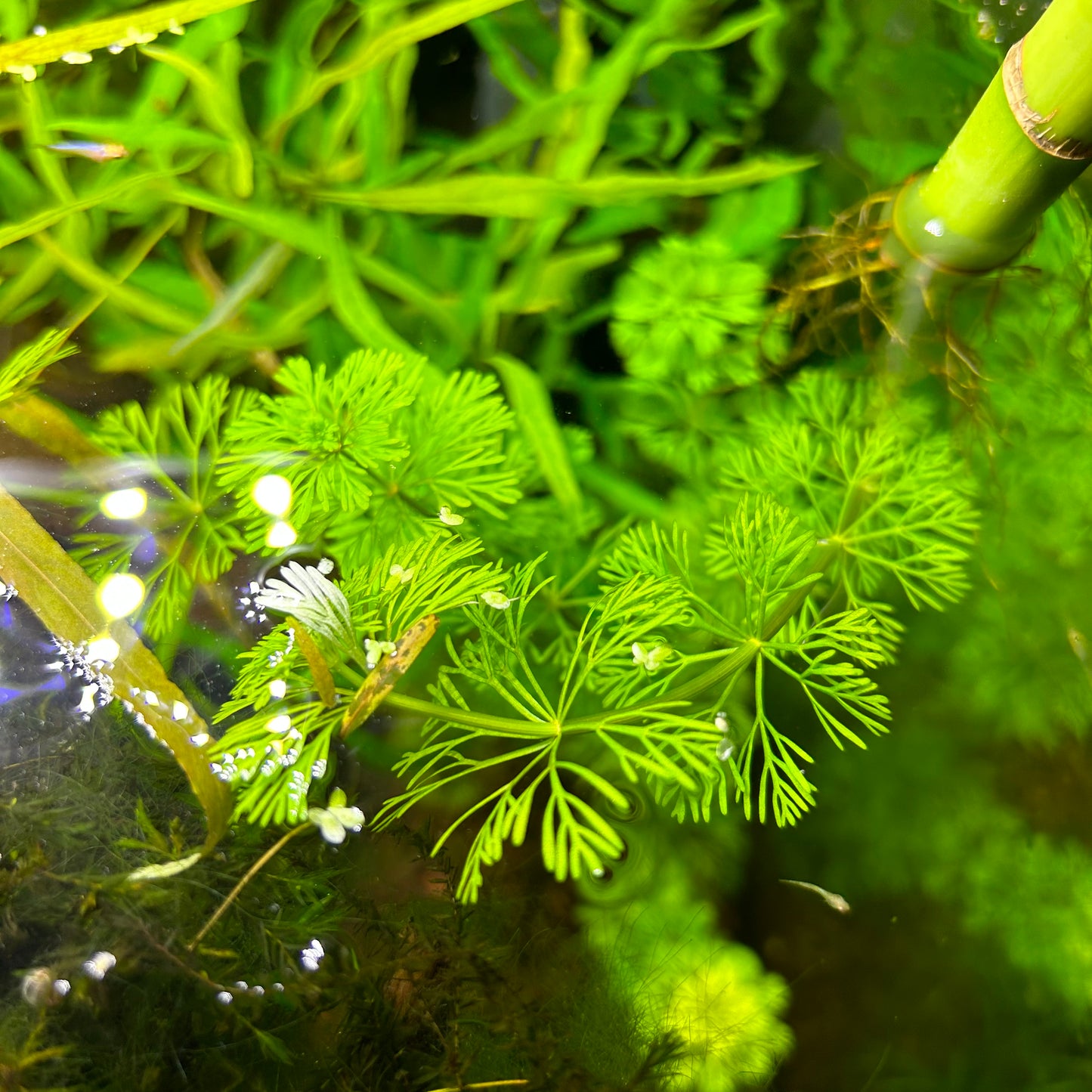 Limnophila heterophila - Cây thân nền