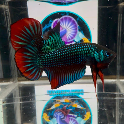 Wild Imbellis A21 Plakat - Male Betta